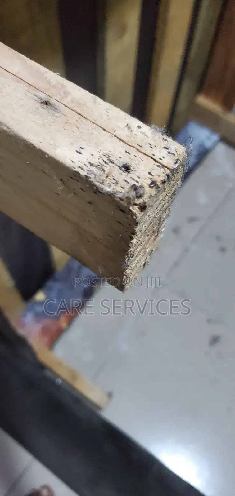 Bedbugs Taking Over??