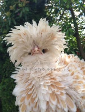 Exotic Chicken (Sultan, Silkie, Brahma, Polish, Frizzle, Naked Neck) in