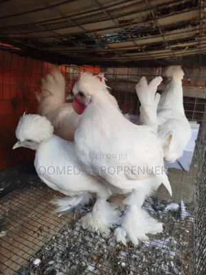 Exotic Chicken (Sultan, Silkie, Brahma, Polish, Frizzle, Naked Neck)