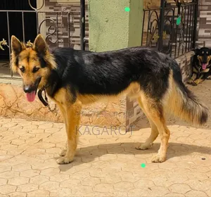 1+ year Male Purebred German Shepherd