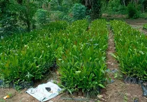 Cashew Seedlings