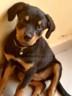 Photo - 3-6 months Female Purebred Rottweiler