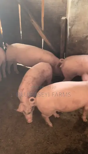 Pure Tn Weaners With Average Weight of 17kg