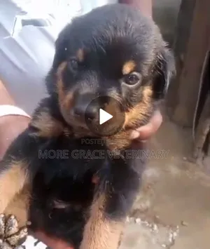 Photo - 1-3 months Female Purebred Rottweiler