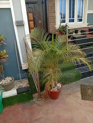 Bring Green Life to Your Space With Our Stlyed Potted Plants