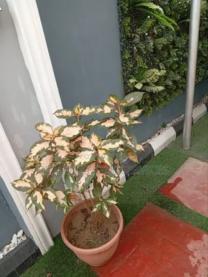 Bring Green Life to Your Space With Our Stlyed Potted Plants