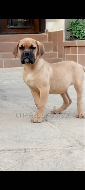 1-3 months Female Purebred Boerboel