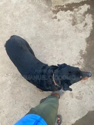 Photo - 1+ year Female Purebred Rottweiler