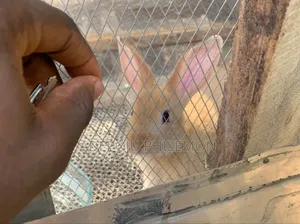 Quality Purebred/Hybrid Weaner Rabbits Are Available.