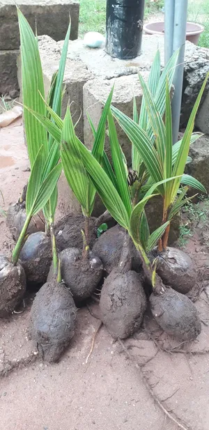 Hybrid Coconut Seedlings