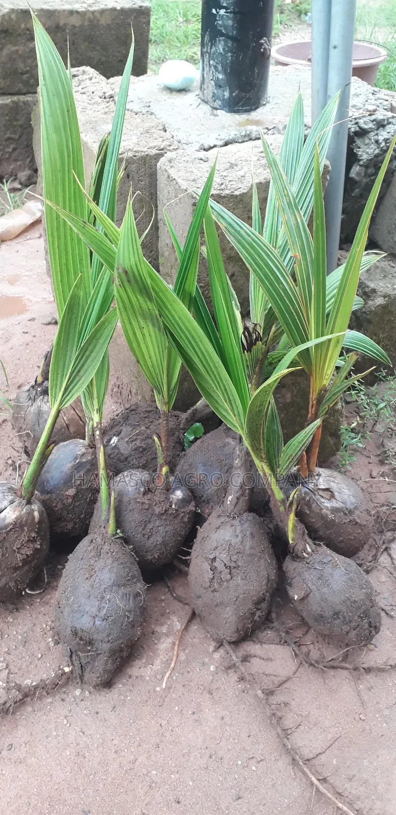 Hybrid Coconut Seedlings