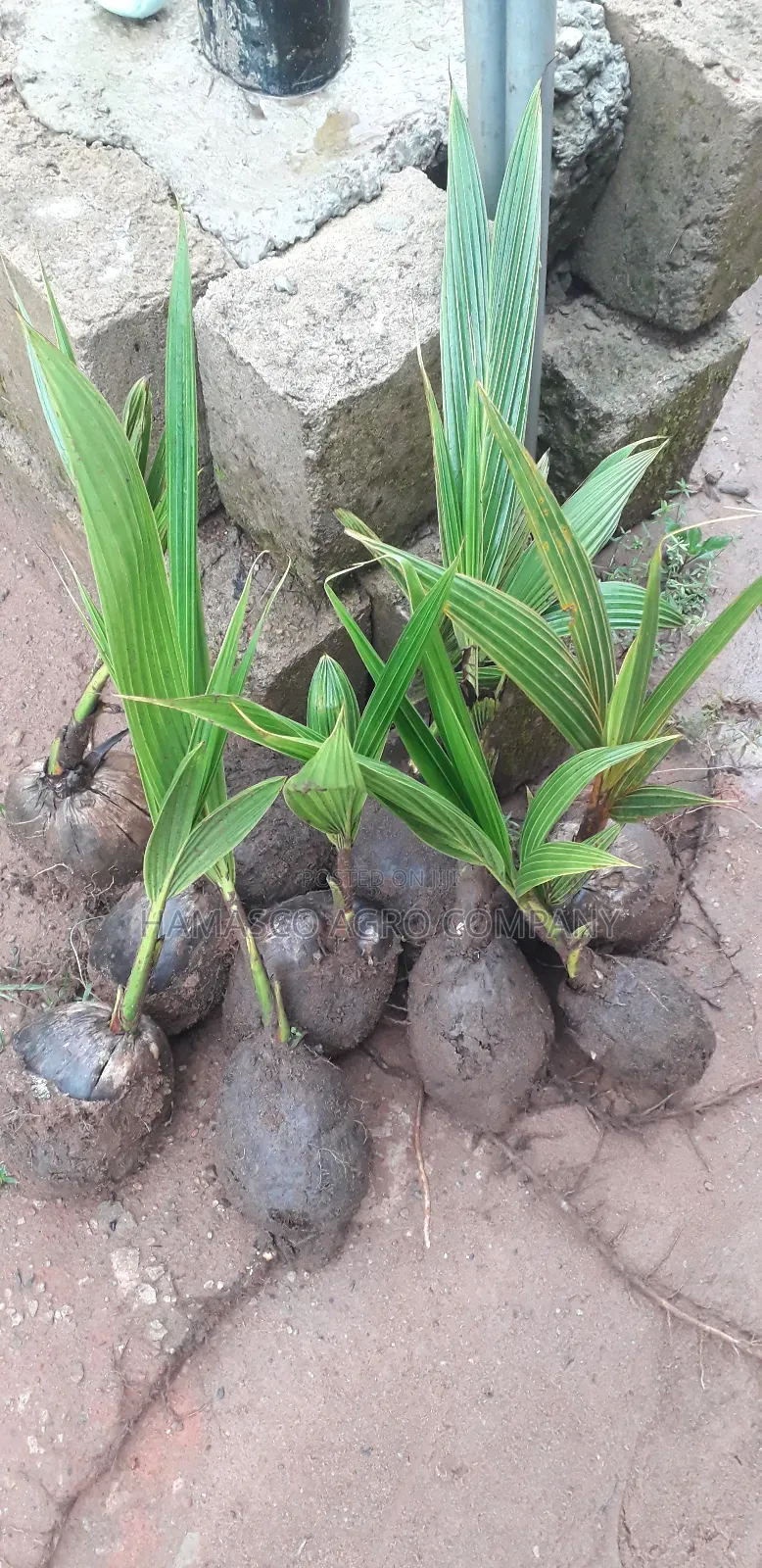 Hybrid Coconut Seedlings