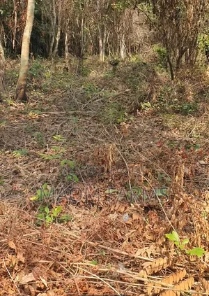 10 Acres of Farm Land Suitable for Cocoa