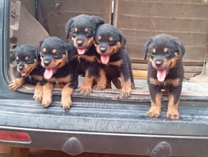 Photo - 1-3 months Female Purebred Rottweiler