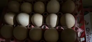 Eggs Directly From Farm