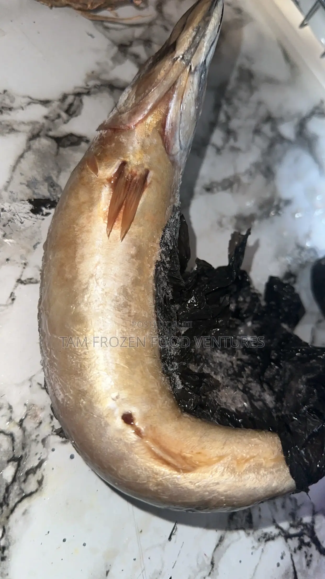 Frozen Fish