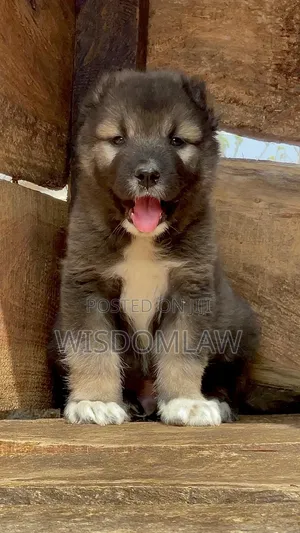 1-3 months Female Purebred Caucasian Shepherd