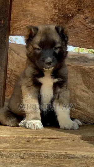 1-3 months Female Purebred Caucasian Shepherd