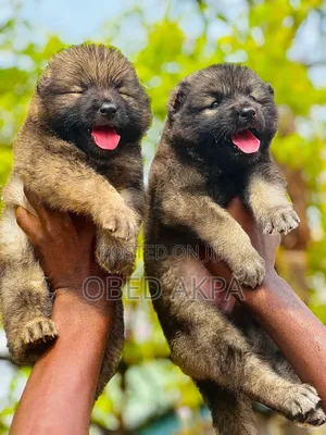 1-3 months Female Purebred Caucasian Shepherd