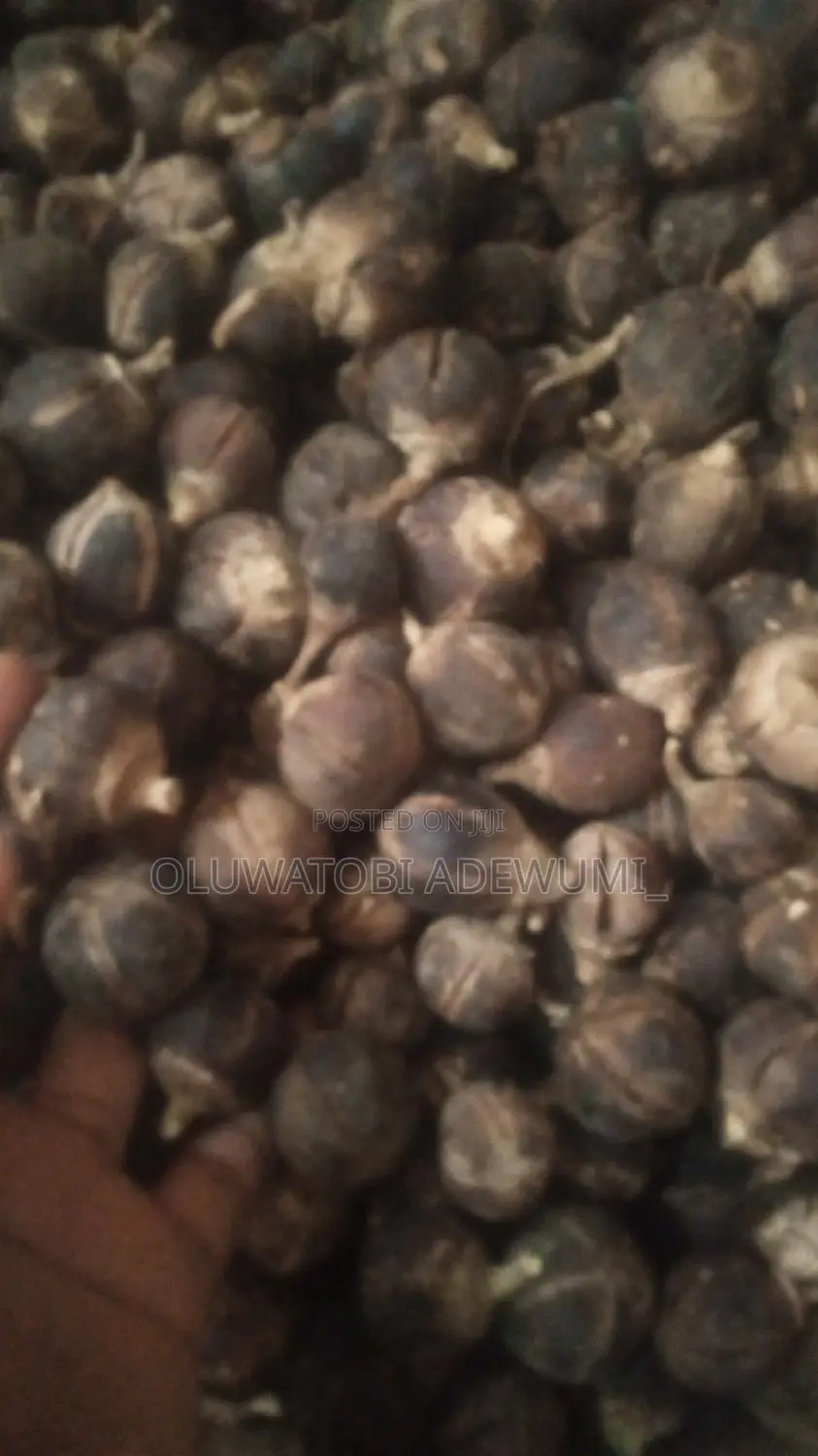 Fresh Gorontula Fruit