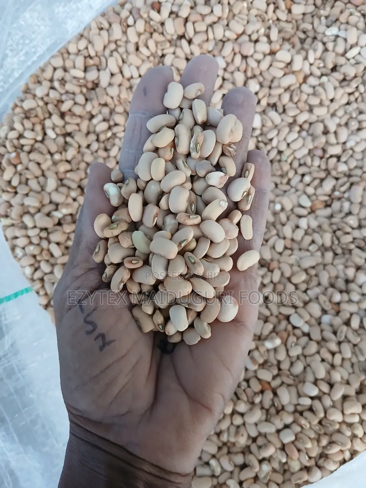 Picked and Clean Senator Beans Grade 1 (50kg)