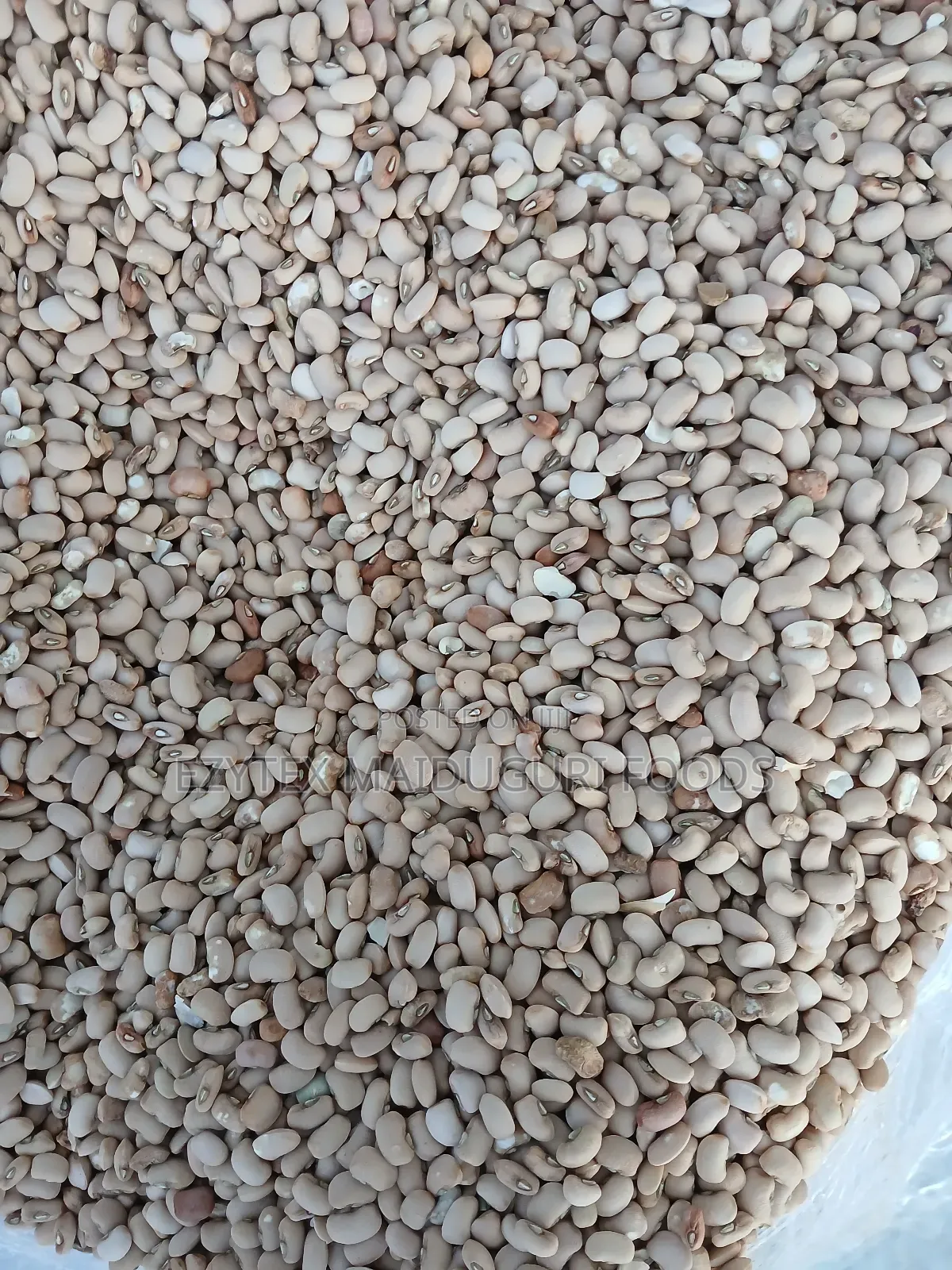 Picked and Clean Senator Beans Grade 1 (50kg)