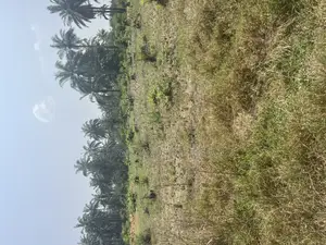2000 Acres of Land for Sale at Odeda Abeokuta at Cheaper Rat