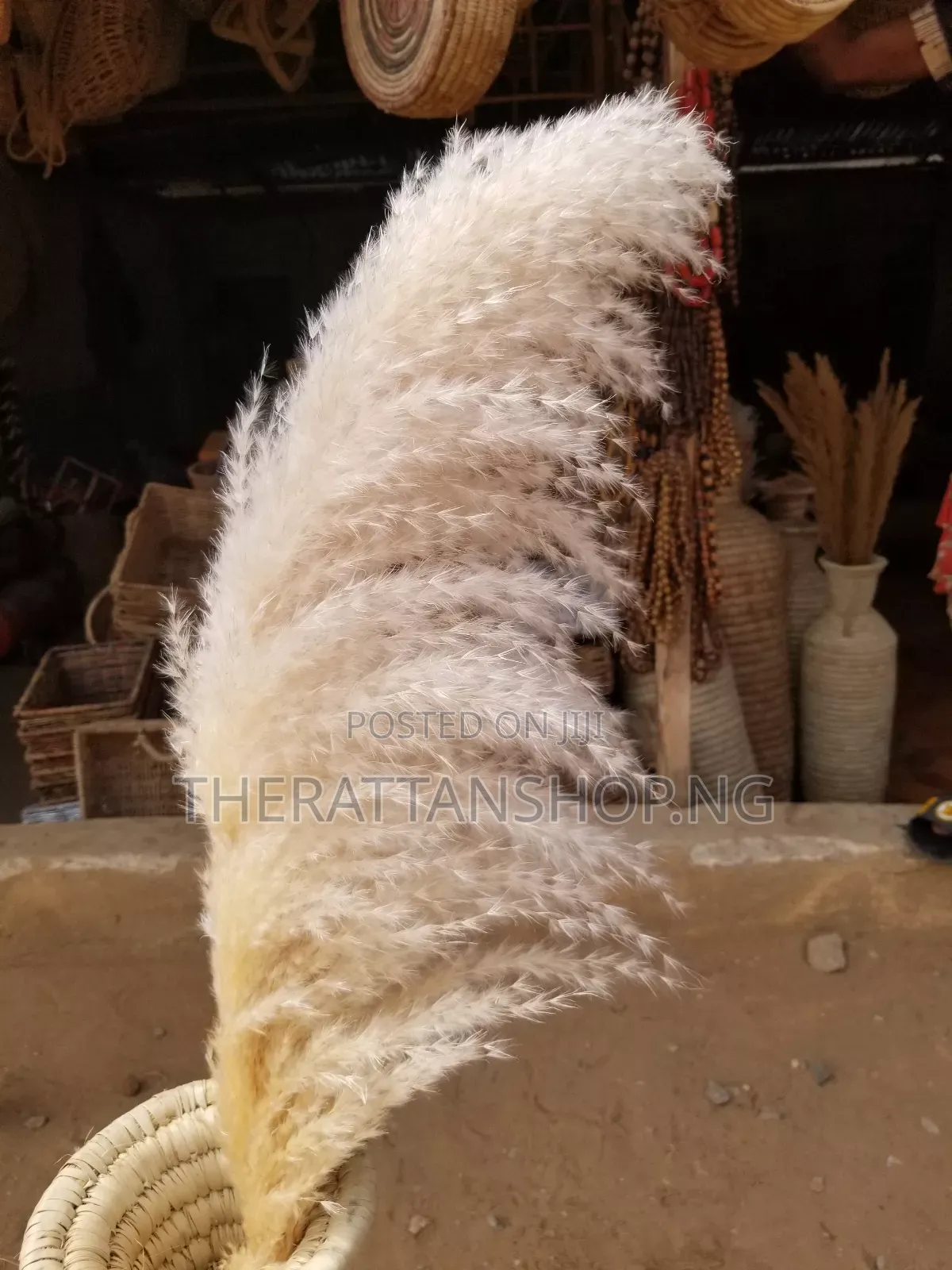 Foreign Panpas Grass