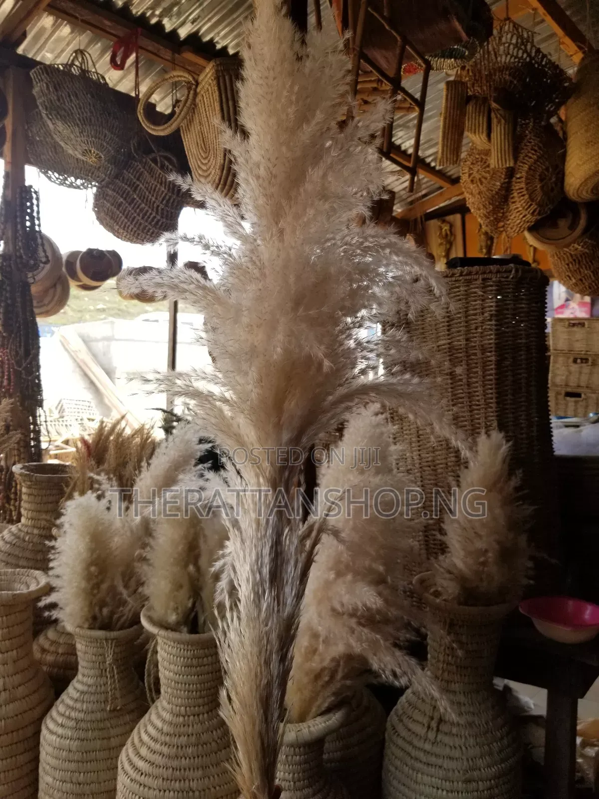 Foreign Panpas Grass