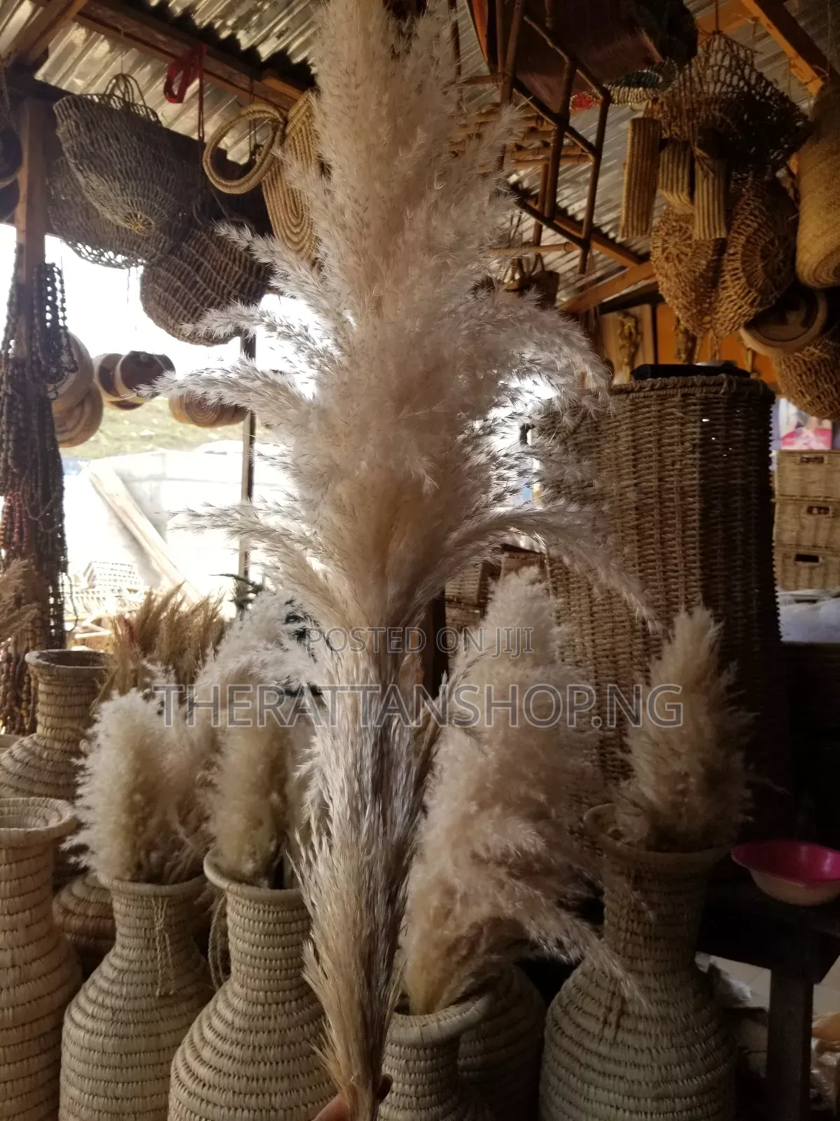 Foreign Panpas Grass