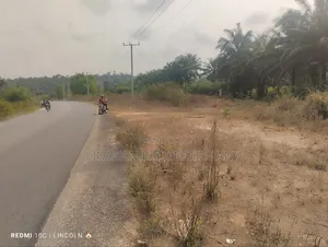 2,600 SQM Land With Palm Trees by the Major Road of Abak