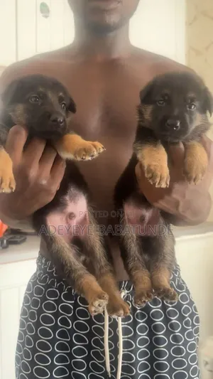 1-3 months Male Purebred German Shepherd