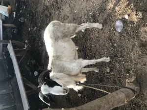 Live Ram and Goat