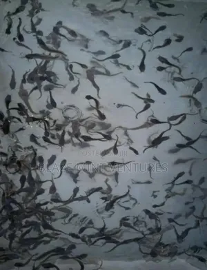 Fish Pond Rental