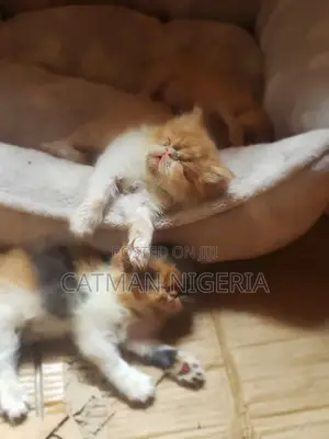 1-3 months Female Purebred Persian