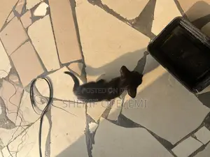 Photo - 1-3 months Male Purebred Bombay