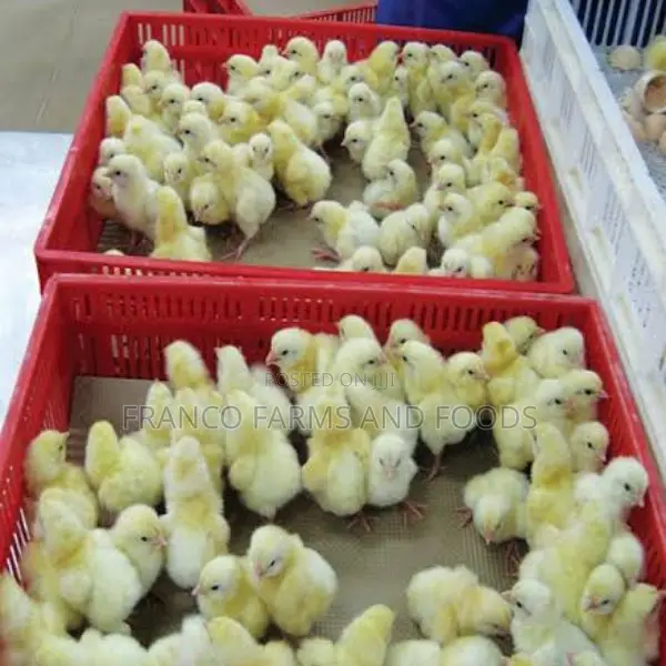 Day Old Chicks Fidan Broilers Agrited Broilers Amo Broile
