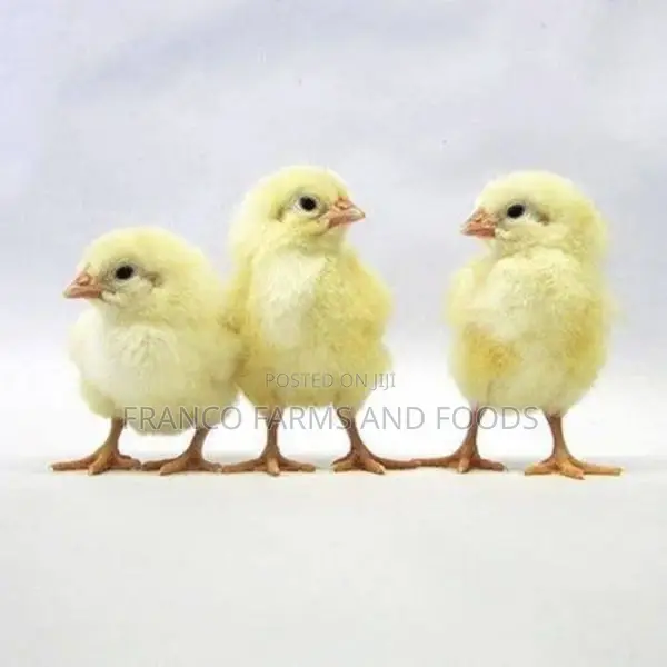 Day Old Chicks Fidan Broilers Agrited Broilers Amo Broile