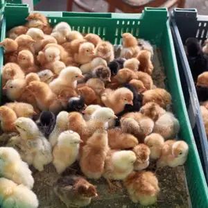 Day Old Noiler Chicks Fidan, Agrited and Amo