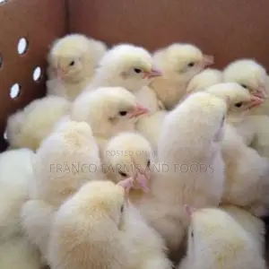 Day Old Chicks: Cockerel