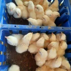Day Old Chicks: Cockerel