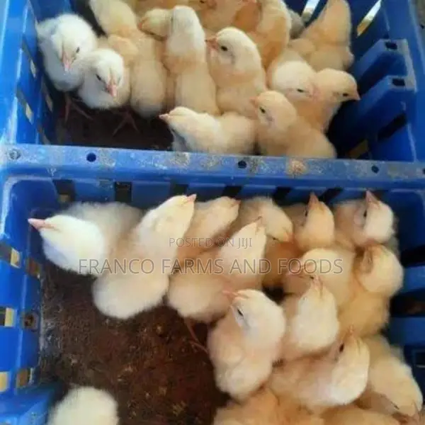 Day Old Chicks: Cockerel