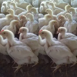 Day Old Pullet/Layers Chicks