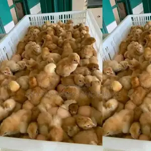 Day Old Foreign Turkey Available For Sale