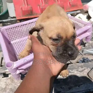 0-1 month Female Purebred Mastiff