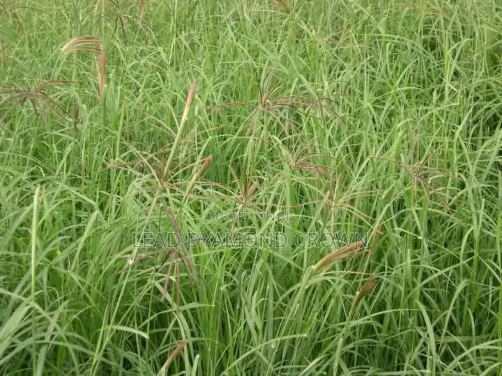 Chloris Gayana (Rhodes Grass)