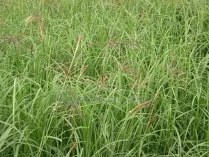 Chloris Gayana (Rhodes Grass)
