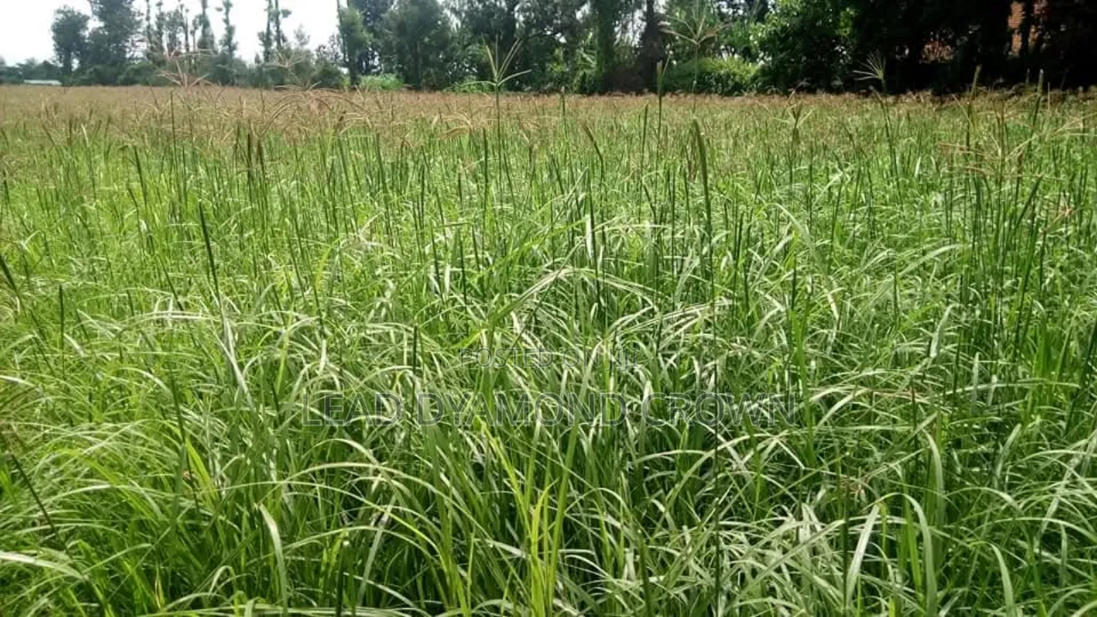 Chloris Gayana (Rhodes Grass)