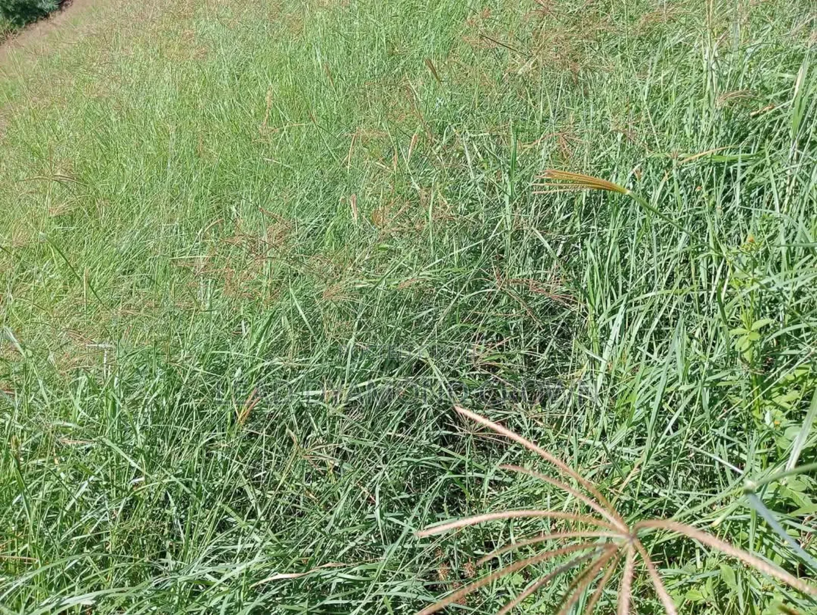 Chloris Gayana (Rhodes Grass)