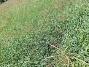 Chloris Gayana (Rhodes Grass)